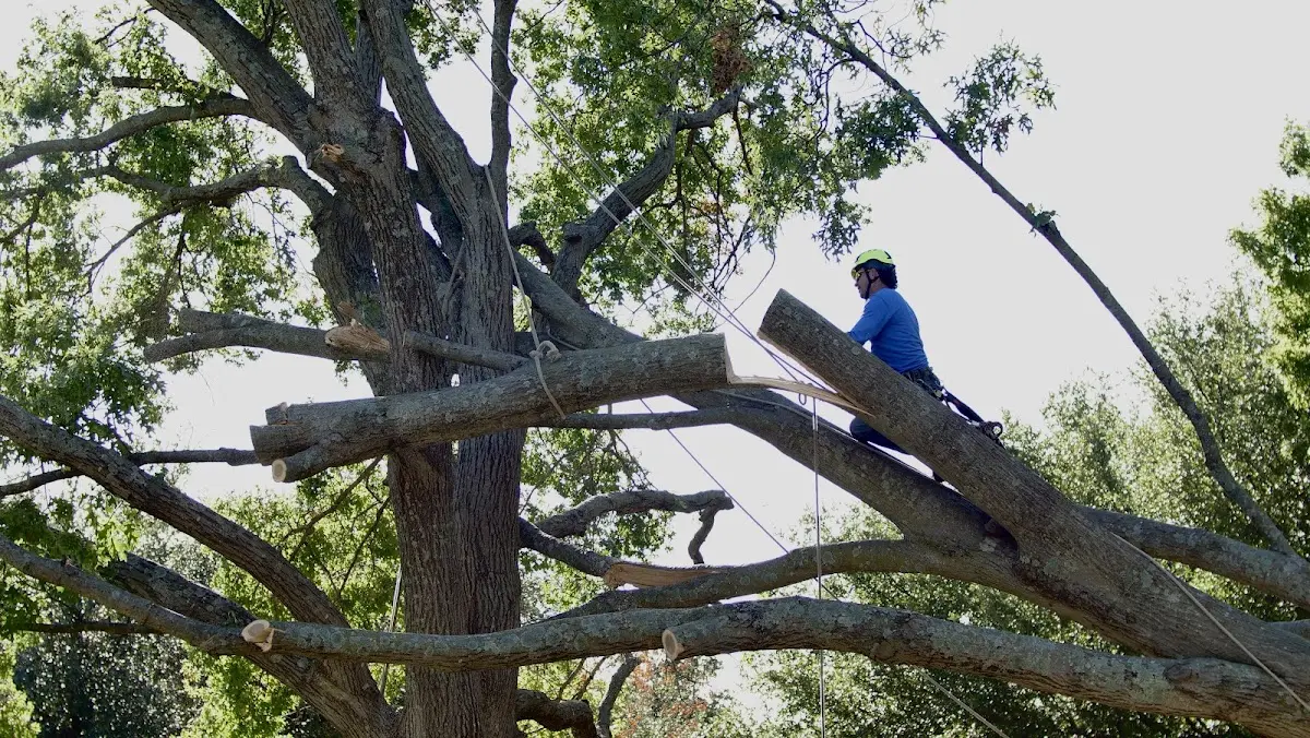 Professional Crown Thinning performed by certified arborists in Madrid