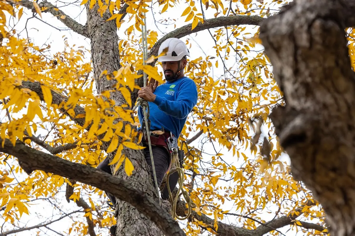 Skilled Tree Planting crew working in Madrid