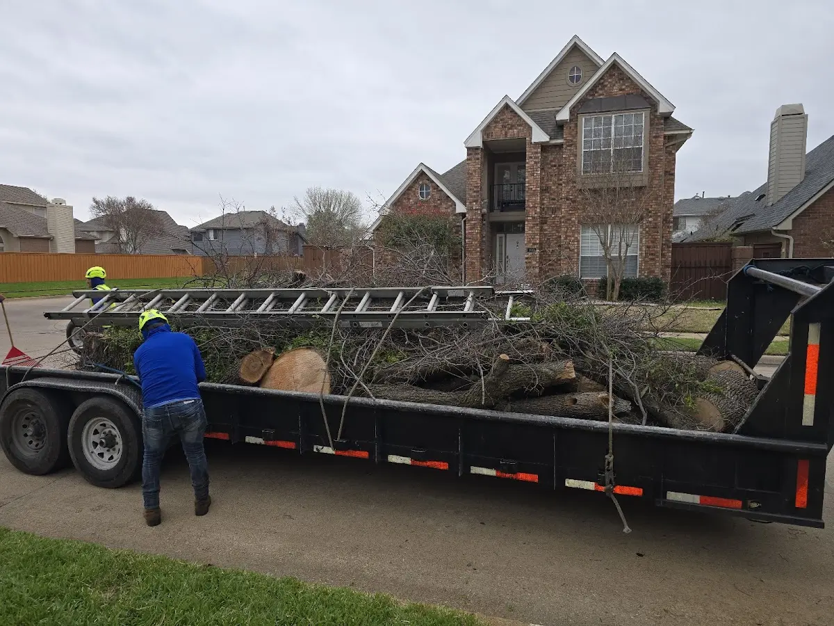 Expert Tree Fertilization with proper safety equipment in Madrid